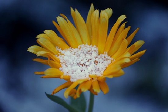 arnica per i capelli